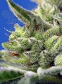 Sweet Seeds - Sweet Gelato Auto