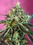 SWEET SEEDS - Sweet Nurse Auto CBD