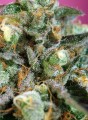 SWEET SEEDS - Sweet Nurse Auto CBD