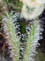 SWEET SEEDS - Sweet Nurse Auto CBD