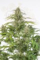 DINAFEM - Cheese Autoflowering CBD