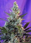 SWEET SEEDS - Sweet Skunk Auto