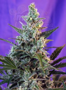 SWEET SEEDS - Sweet Skunk Auto