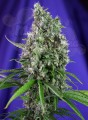 SWEET SEEDS - Sweet Trainwreck Auto
