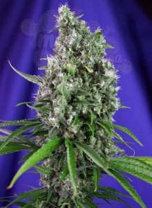 SWEET SEEDS - Sweet Trainwreck Auto