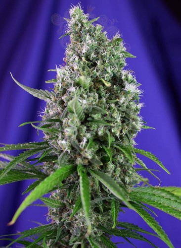 SWEET SEEDS - Sweet Trainwreck Auto