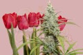 Dutch Passion - Mokum's Tulip
