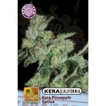 KERA SEEDS - PINEAPPLE SATIVA