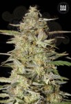 BULK SEED BANK - Auto Hindu Kush