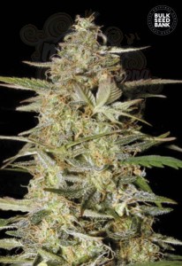 BULK SEED BANK - Auto Hindu Kush