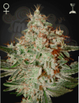 Lemon Skunk 