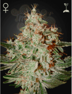 Lemon Skunk 