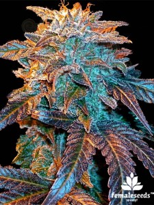 Female Seeds - Auto Gelato