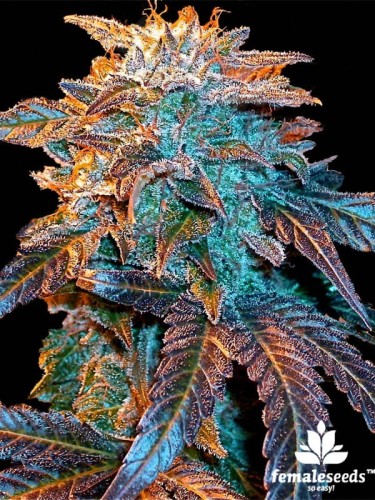 Female Seeds - Auto Gelato