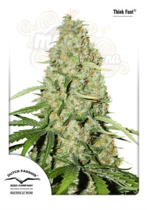 Dutch Passion - Think Fast® 