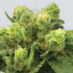 Nirvana - Pre-99 Big Bud