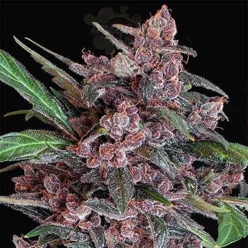 Black Lemon Auto - Exotic Seed