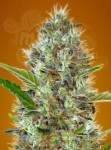 Somango