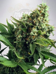 MINISTRY OF CANNABIS - Auto White Widow