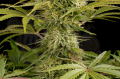 DINAFEM - Kush-n-Cheese