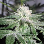 Female Seeds - Ice