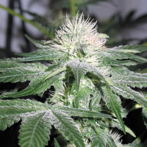 Female Seeds - Ice