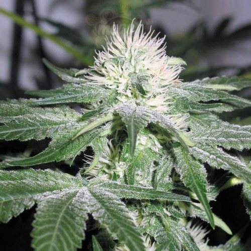 Female Seeds - Ice