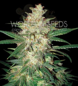 WORLD OF SEEDS - Colombian Gold Ryder Auto(Sweet Coffee Ryder)