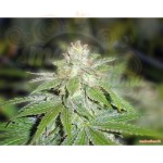 MEDICAL SEEDS - Devil Fruit