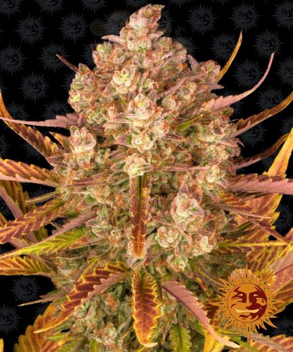 Barney's Farm - Dos Si Dos Auto