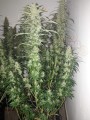 DUTCH PASSION - Power Plant®