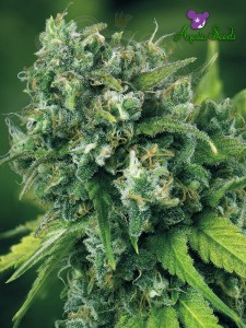 Anesia Seeds -  A-Train 