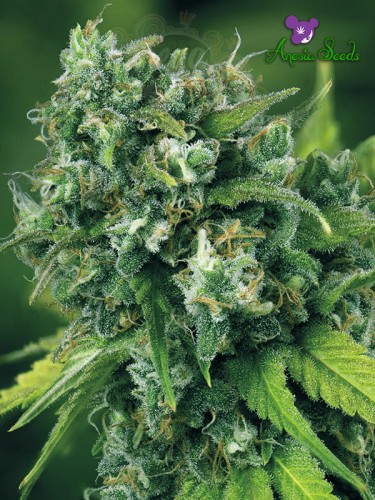Anesia Seeds -  A-Train 