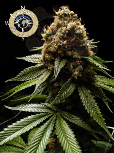 Anesia Seeds - Afghanica Landraces