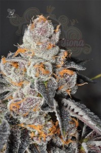 Anesia Seeds - Anesia Scout Cookies