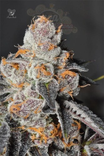 Anesia Seeds - Anesia Scout Cookies