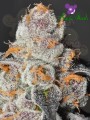 Anesia Seeds - Anesia Scout Cookies
