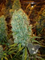 Anesia Seeds - Big Bazooka