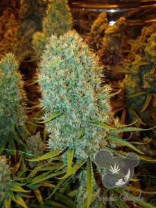 Anesia Seeds - Big Bazooka