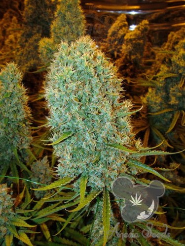 Anesia Seeds - Big Bazooka
