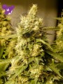 Anesia Seeds - Big Bazooka