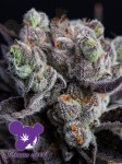 Anesia Seeds - Blackberry Moonrocks