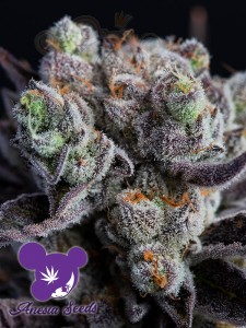 Anesia Seeds - Blackberry Moonrocks