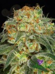 Anesia Seeds - California Kush