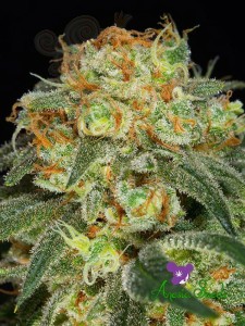Anesia Seeds - California Kush