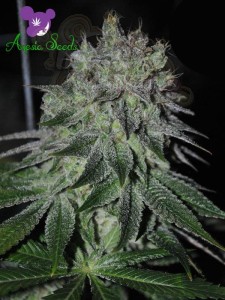 Anesia Seeds - Fast Caramelic