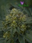 Anesia Seeds - Auto Blackberry Moonrocks