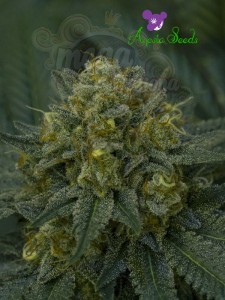 Anesia Seeds - Auto Blackberry Moonrocks