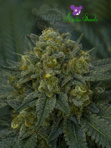 Anesia Seeds - Auto Blackberry Moonrocks