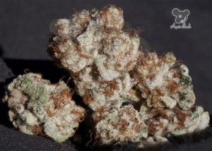 Anesia Seeds - Iceberg